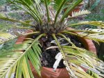 P1020351Cycas Revoluta.jpg