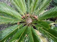 P1020350Cycas Revoluta.jpg