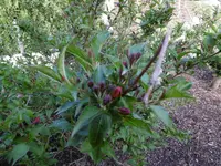 P1020364Weigelie.webp