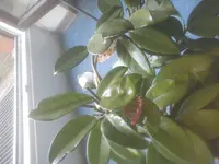 Hoya b.webp