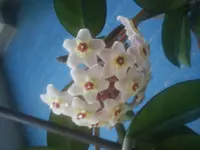 Hoya.jpg