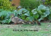 Forum Ente Küken 2018_04_30 P1090737.webp