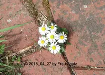 Forum Gänseblümchen Strauß 2018_04_27 P1090680.webp