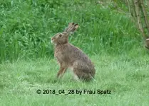 Forum Hase 2018_04_28 P1090699.webp
