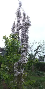 japanische zierkirsche.webp