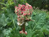 rhabarberblüte.jpg