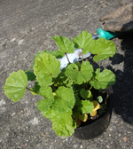 DSC04217.webp