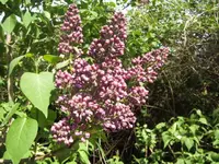 BILD9276.webp