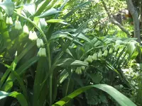 BILD9340.webp