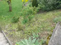 Unkraut 2017-05-04 (3).webp