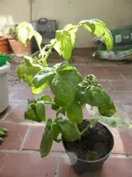 P1090758Balkonstar.webp