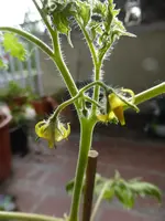P1090763Blush.webp