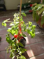 P1090767Himbeerrose.webp