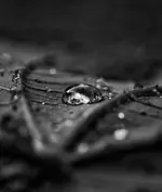 _MG_2878.webp