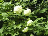 BILD9358.webp