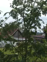 BILD9350.webp