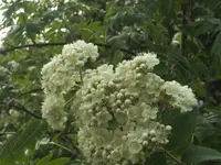 BILD9349.webp