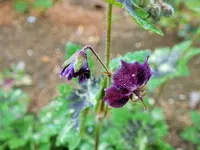 ger. samodor.webp