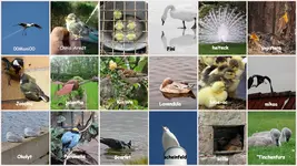 April 2018 Federvieh v.webp