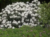 DSCN0024.webp