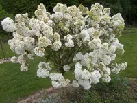 DSCN0026.webp