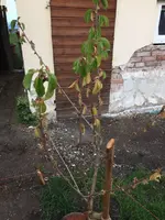kirschbaum.webp