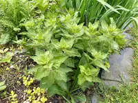 image001.webp