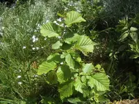 BILD9361.JPG