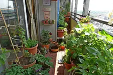 c025.webp