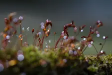 _MG_2884.jpg