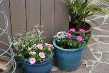 Einjährige6918.webp