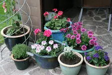Einjährige7018.webp