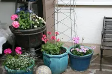 Einjährige7118.webp