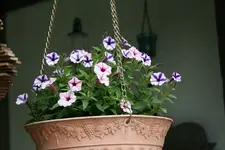 Einjährige7218.webp