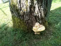 IMG_20180503_154721.jpg