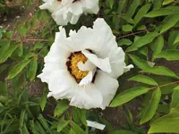 paonie rockii.webp
