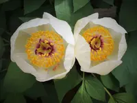 Obovata Maxum japonica .webp
