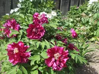 DSCF0982.jpg
