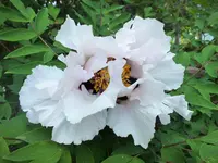 DSCF0948 (2).webp