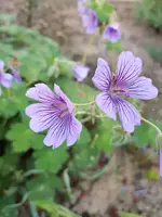 Geranium Stephanie.webp
