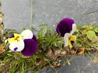 image001.webp