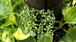 kletterhortensie.miranda.-.hydrangea.petiolaris.miranda_0011.jpg
