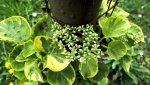 kletterhortensie.miranda.-.hydrangea.petiolaris.miranda_0009.jpg