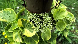 kletterhortensie.miranda.-.hydrangea.petiolaris.miranda_0009.webp