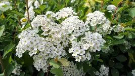 unbekannte.bluete_0001.webp