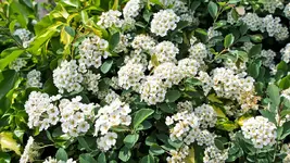 unbekannte.bluete_0002.webp