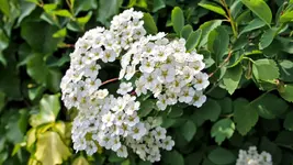 unbekannte.bluete_0003.webp