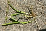 IMG_20180504_163658_01.jpg