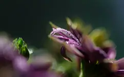 _MG_2938.jpg