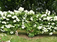 DSCF2599 (2).webp